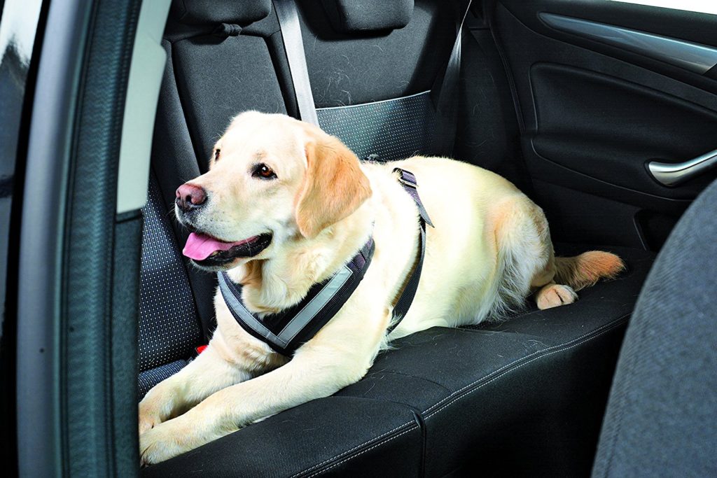 Animali in auto: consigli e leggi per il trasporto di cani e animali in auto