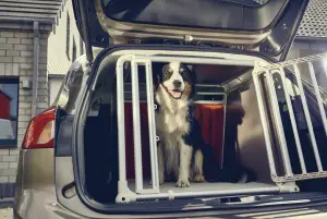 Ford Focus wagon - Dog box - 2