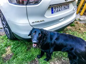 Nissan X-Trail 4Dogs - 13