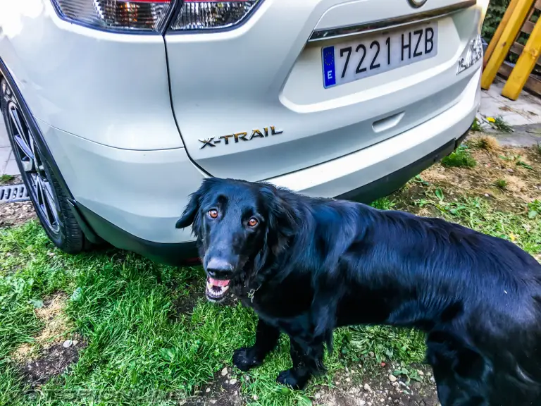 Nissan X-Trail 4Dogs - 13