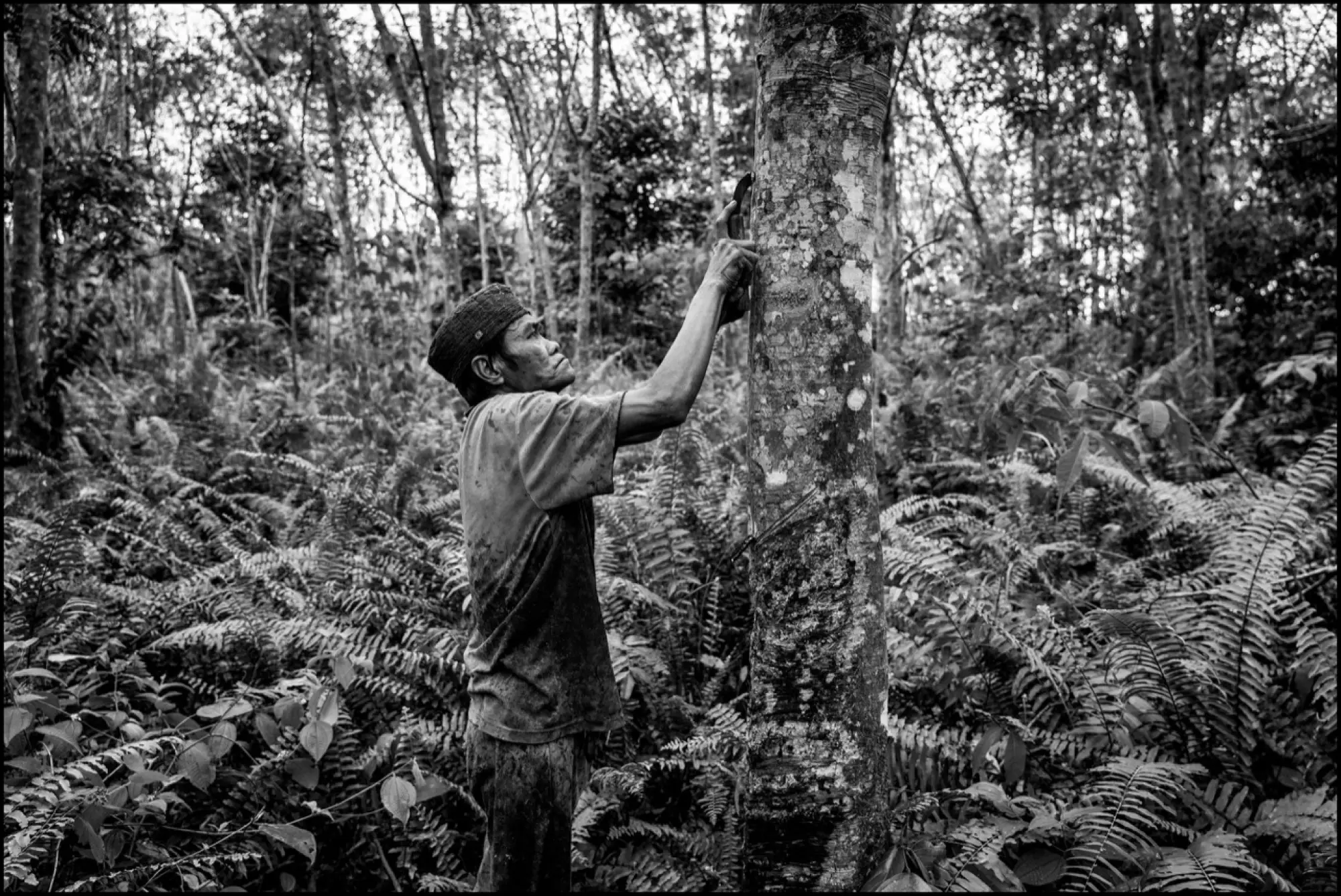 Pirelli - Documentario Gomma Naturale - 2