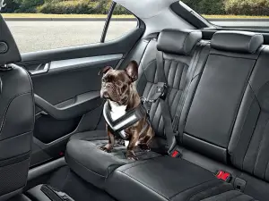 Skoda accessori cani