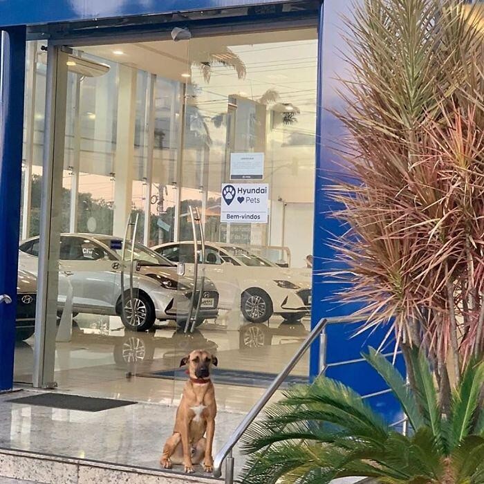 Tucson Prime - il cucciolo assunto da Hyundai 