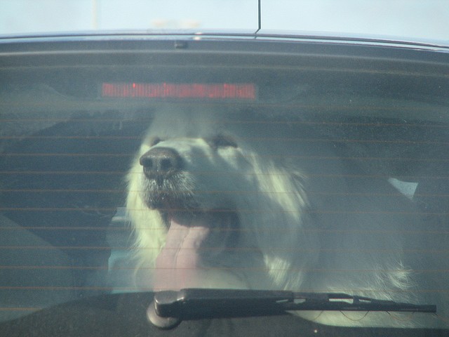 Lascia il cane in auto sotto il sole. Il poliziotto le fa vivere la stessa esperienza
