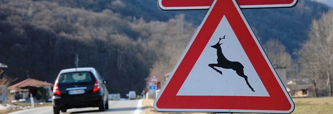 Incidenti, per l’Enpa non c’è allarme fauna selvatica sulle strade