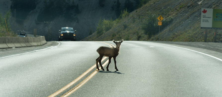 Animale investito: cosa fare, gli obblighi e le multe