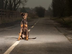 Animale investito con l’auto: cosa fare in caso di sinistro