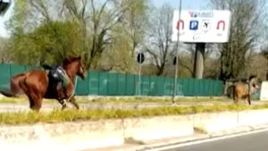 Milano: due cavalli al galoppo su viale Forlanini