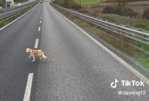 Un camionista scorta un cane che vagava sulla Statale 36 fino all’arrivo della polizia [VIDEO]