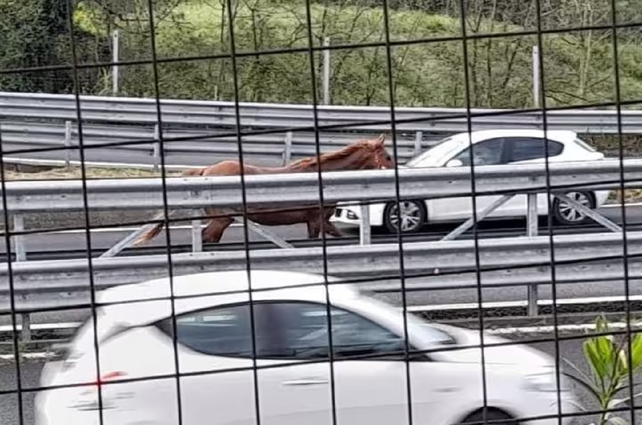 Cavallo galoppa contromano tra le auto sulla Tangenziale di Napoli