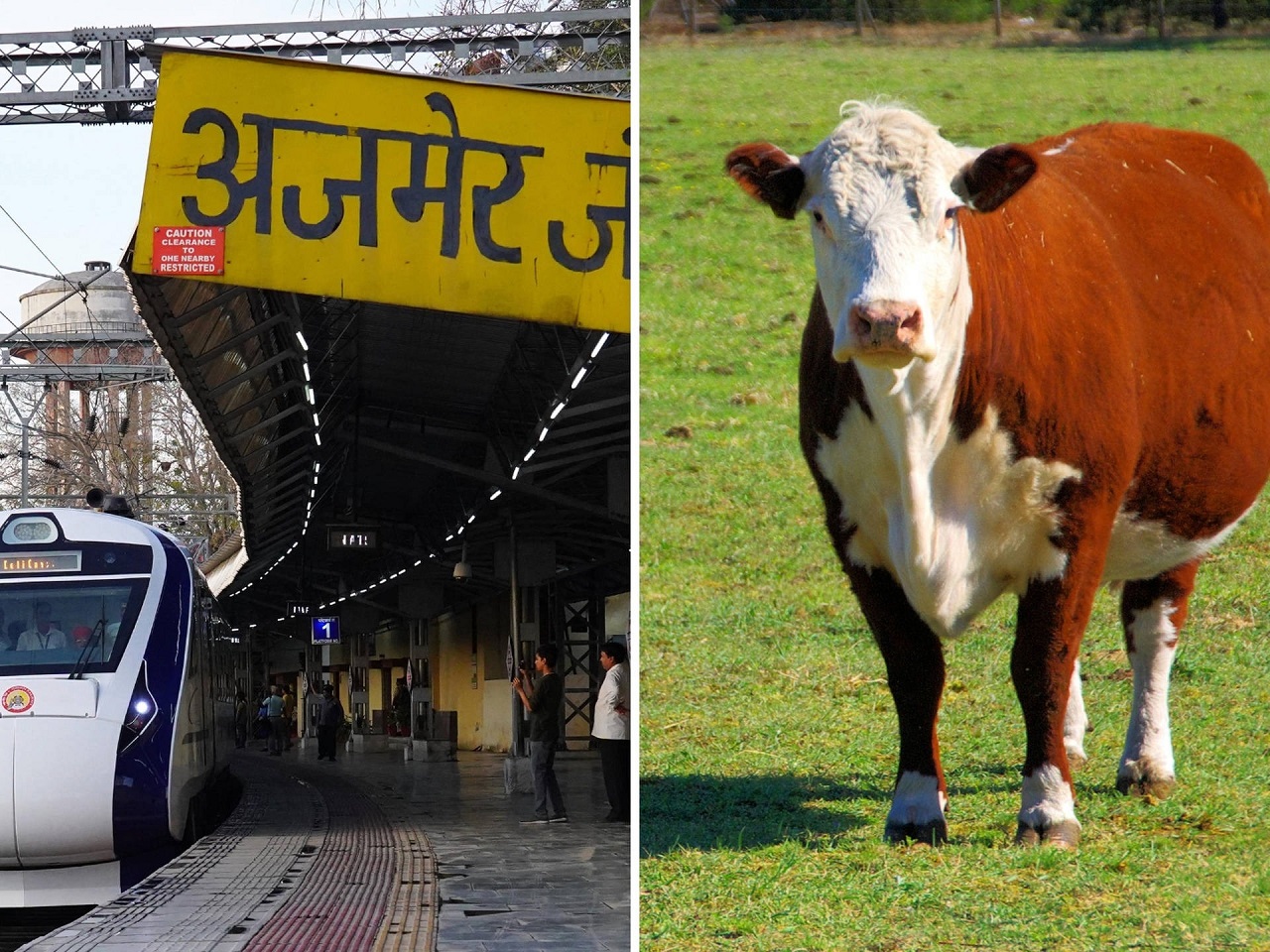 Mucca volante travolta da un treno colpisce e uccide uomo che fa pipì sui binari