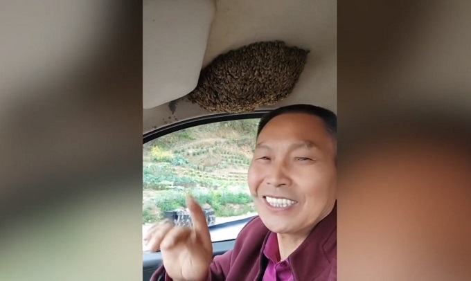 Sciame di api in macchina, il conducente continua a guidare tranquillamente [VIDEO]