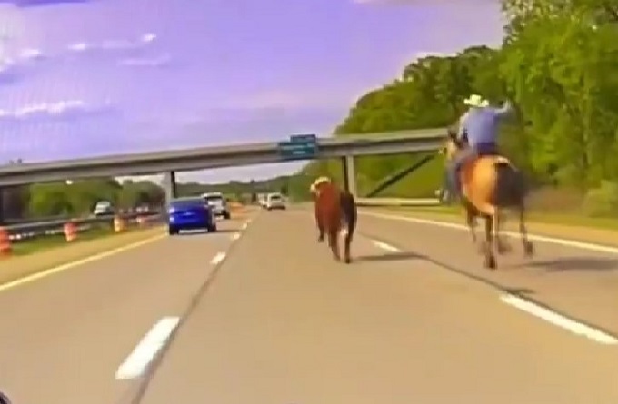 C’è una mucca che scorrazza in autostrada: il cowboy prova a catturarla con il lazo [VIDEO]
