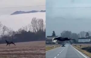 Un cervo attraversa la strada con un salto spettacolare a Santa Giustina (Belluno) [VIDEO]