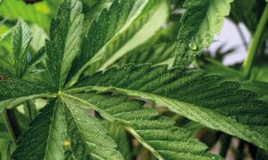 Germania pioniera nella regolamentazione della guida sotto l’effetto di cannabis