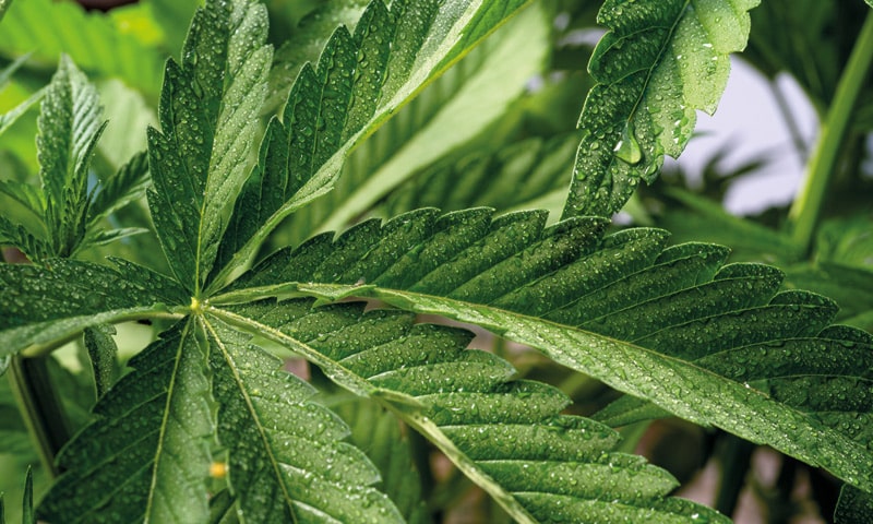 Germania pioniera nella regolamentazione della guida sotto l’effetto di cannabis