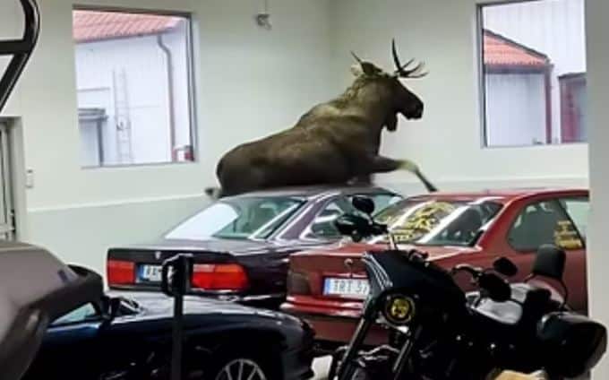 Il test dell’alce impossibile da superare: l’animale piomba in officina e distrugge tre auto [VIDEO]